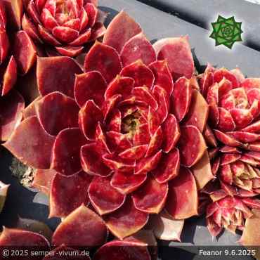 Preview: Sempervivum 'Fëanor'