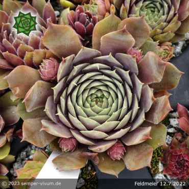 Preview: Sempervivum 'Feldmeier' ('Robustum')