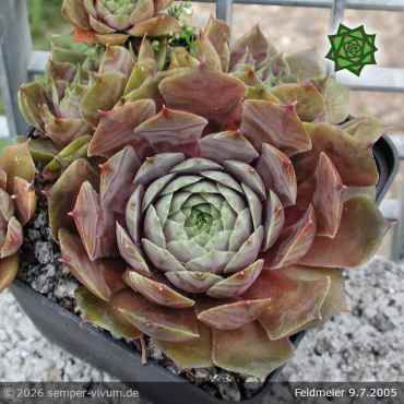 Preview: Sempervivum 'Feldmeier' ('Robustum')