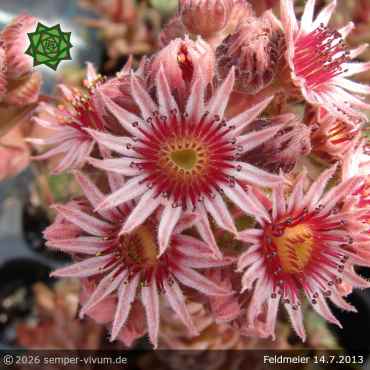 Preview: Sempervivum 'Feldmeier' ('Robustum')