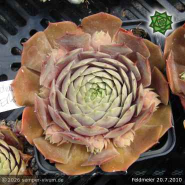 Sempervivum 'Feldmeier' ('Robustum')