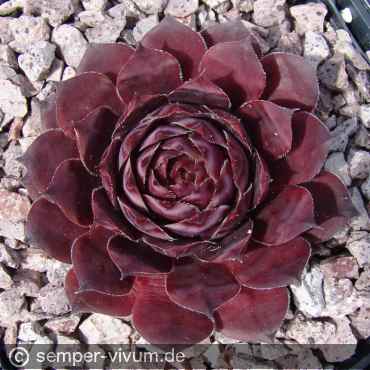 Preview: aufgenommen am 14.5.2017