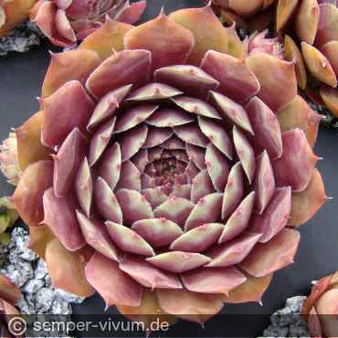 Preview: aufgenommen am 21.6.2018