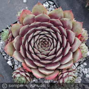 Preview: aufgenommen am 31.7.2004