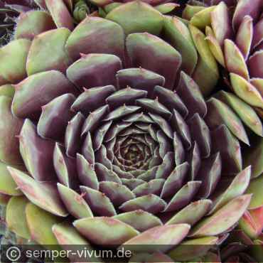 aufgenommen am 6.7.2011