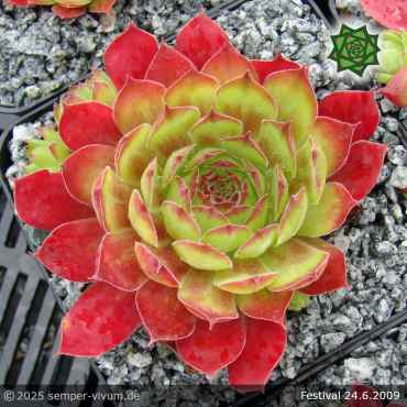 Sempervivum 'Festival'