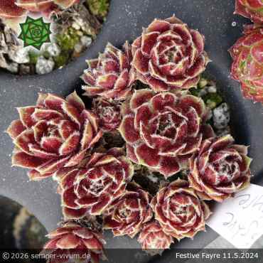 Preview: Sempervivum 'Festive Fayre'