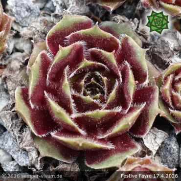 Preview: Sempervivum 'Festive Fayre'