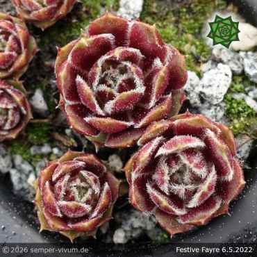 Sempervivum 'Festive Fayre'