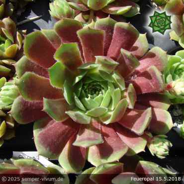 Sempervivum 'Feueropal'