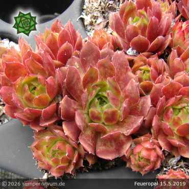 Preview: Sempervivum 'Feueropal'