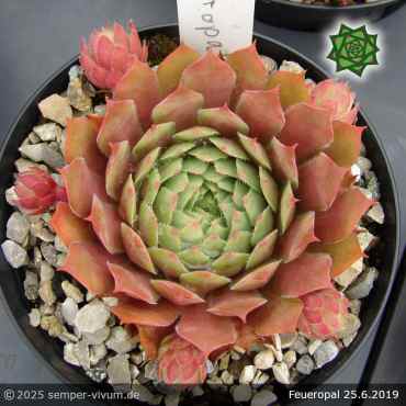 Sempervivum 'Feueropal'