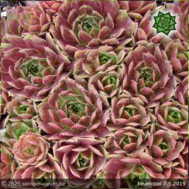 Sempervivum 'Feueropal'