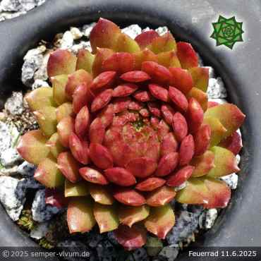 Sempervivum 'Feuerrad'
