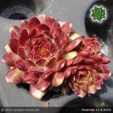 Sempervivum 'Feuerrad'