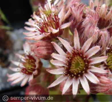 Blüten, aufgenommen am 27.6.2012