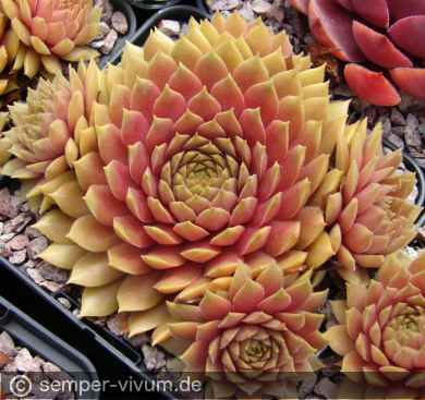 Preview: aufgenommen am 16.7.2017