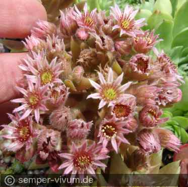 Blütenstand, aufgenommen am 18.6.2018