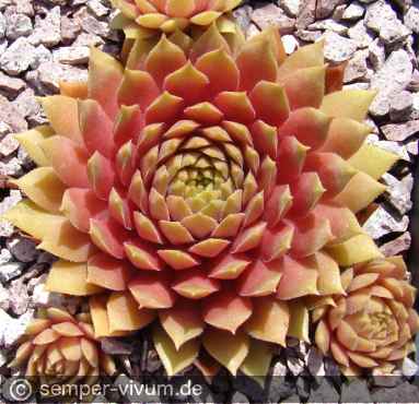 Preview: aufgenommen am 18.7.2017