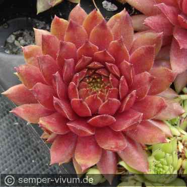 Preview: aufgenommen am 26.5.2014