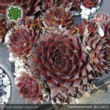 Sempervivum 'Flammenschwert'