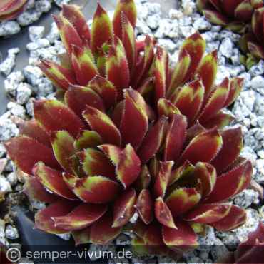 aufgenommen am 18.5.2019