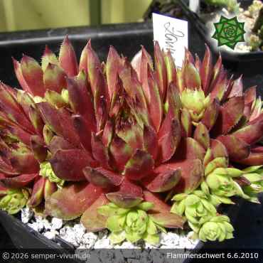 Sempervivum 'Flammenschwert'