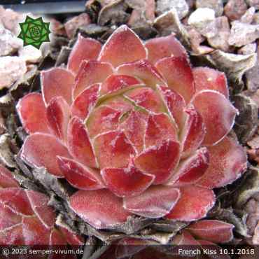 Sempervivum 'French Kiss'