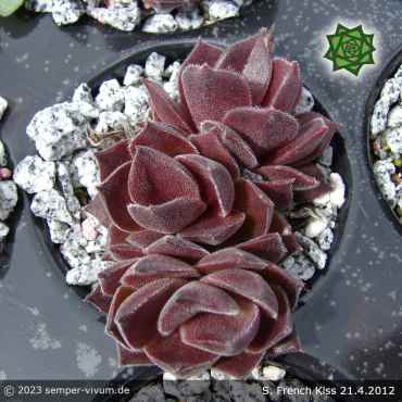 Sempervivum 'French Kiss'