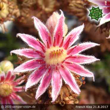 Sempervivum 'French Kiss'