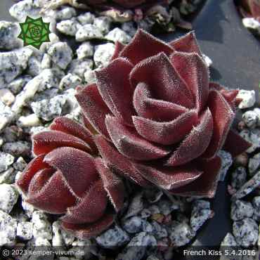Preview: Sempervivum 'French Kiss'