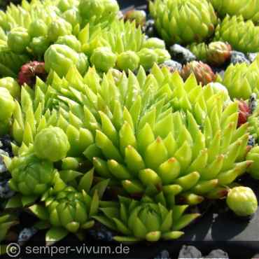 Preview: aufgenommen am 1.6.2015