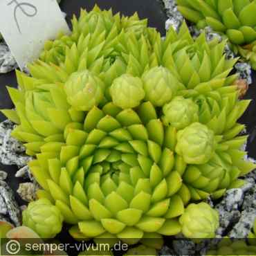 Preview: aufgenommen am 15.6.2015