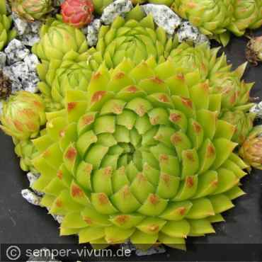 Preview: aufgenommen am 25.6.2015