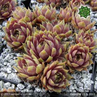 Preview: Sempervivum 'Galadriel'