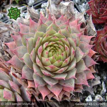 Sempervivum 'Galadriel'