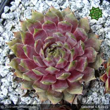 Preview: Sempervivum 'Galadriel'