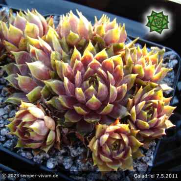 Sempervivum 'Galadriel'