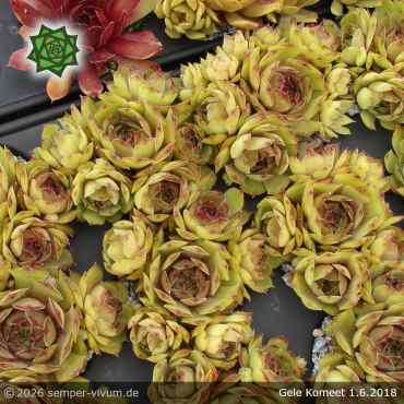 Preview: Sempervivum 'Gele Komeet'