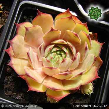 Sempervivum 'Gele Komeet'