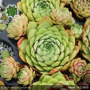 Preview: Sempervivum 'Geralt'