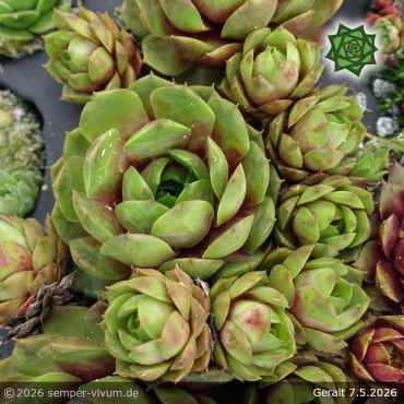 Preview: Sempervivum 'Geralt'