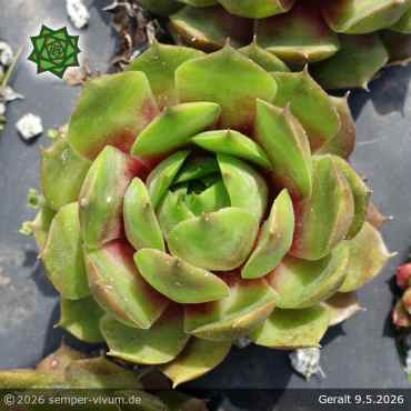 Preview: Sempervivum 'Geralt'