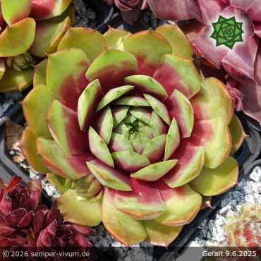 Sempervivum 'Geralt'