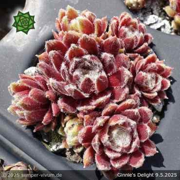 Sempervivum 'Ginnie's Delight'