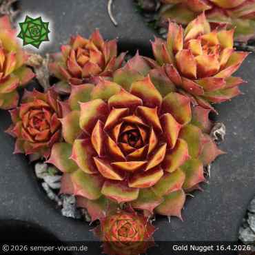 Preview: Sempervivum 'Gold Nugget' Chick Charms®