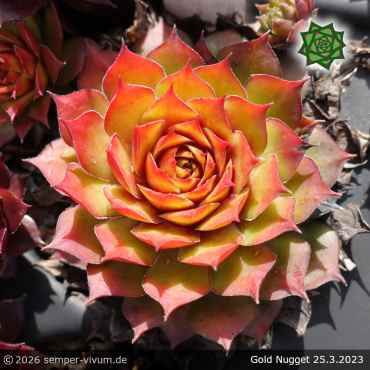 Preview: Sempervivum 'Gold Nugget' Chick Charms®