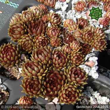 Preview: Sempervivum 'Goldschatz'