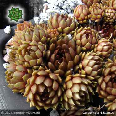 Preview: Sempervivum 'Goldschatz'