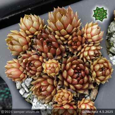 Sempervivum 'Goldschatz'